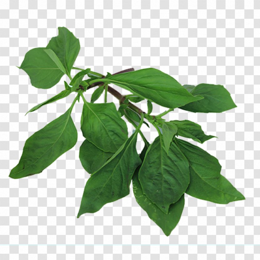 Basil Thai Cuisine Leaf Herb Plant Stem - Herbalism Transparent PNG