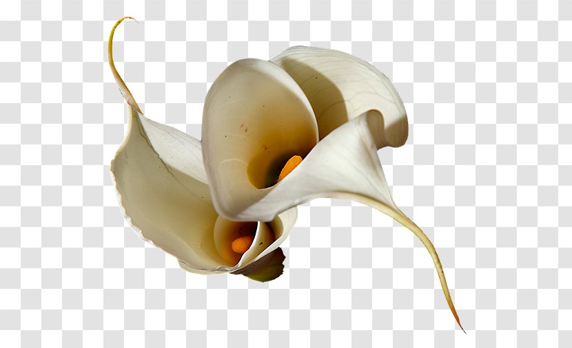 LiveInternet Blog Diary Flower Clip Art - Orkide Transparent PNG
