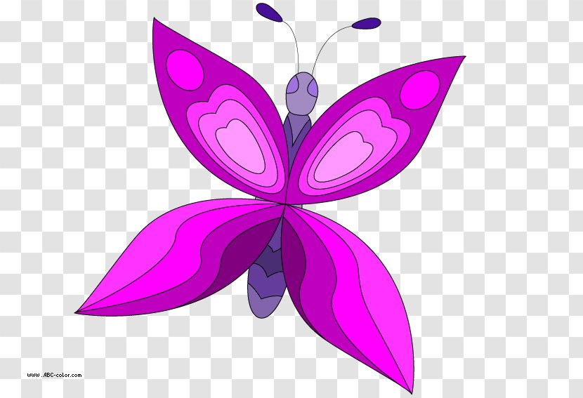 Butterfly Drawing Raster Graphics Bitmap Clip Art - Symmetry Transparent PNG