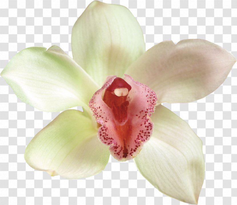 Moth Orchids Cut Flowers Clip Art - Garden Roses Transparent PNG