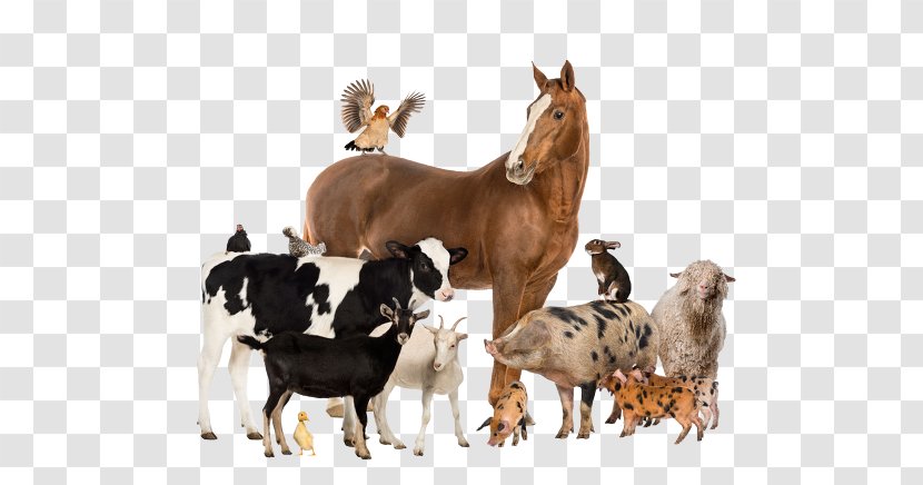 Cattle Horse Goat Pig Livestock - Hobby Farm Transparent PNG