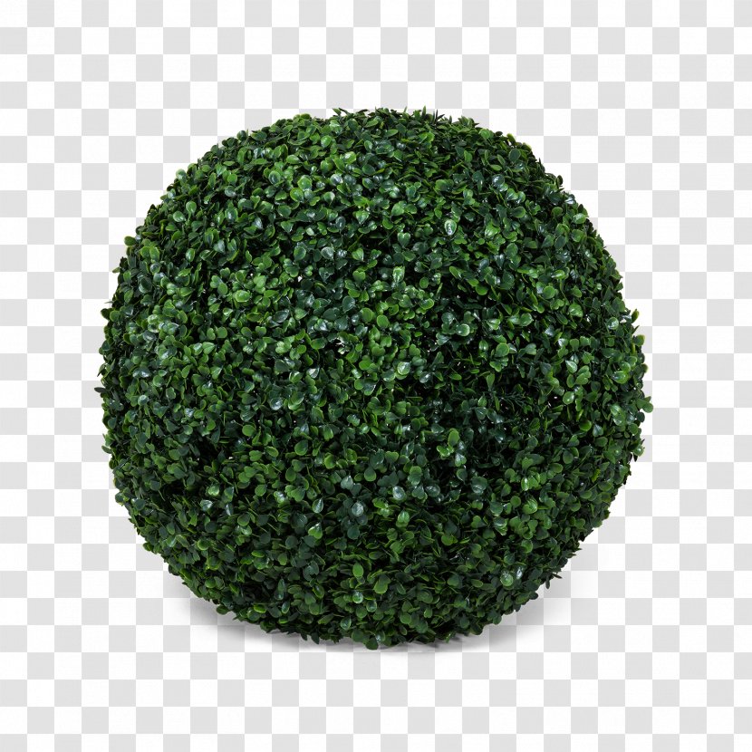 Tree Green Shrub - Grass - Trifolium Transparent PNG