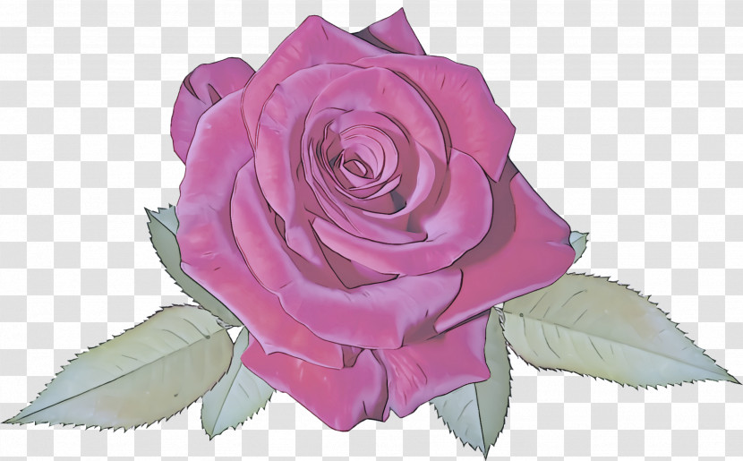 Garden Roses Transparent PNG