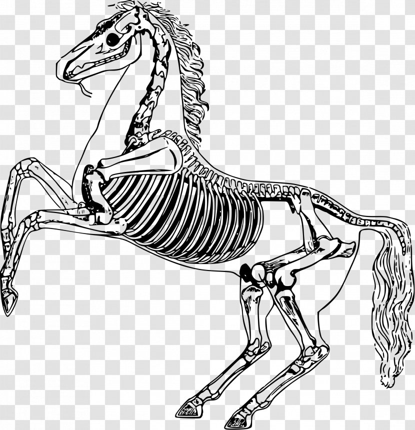 Horse Skeleton Anatomy Bone Drawing Transparent PNG