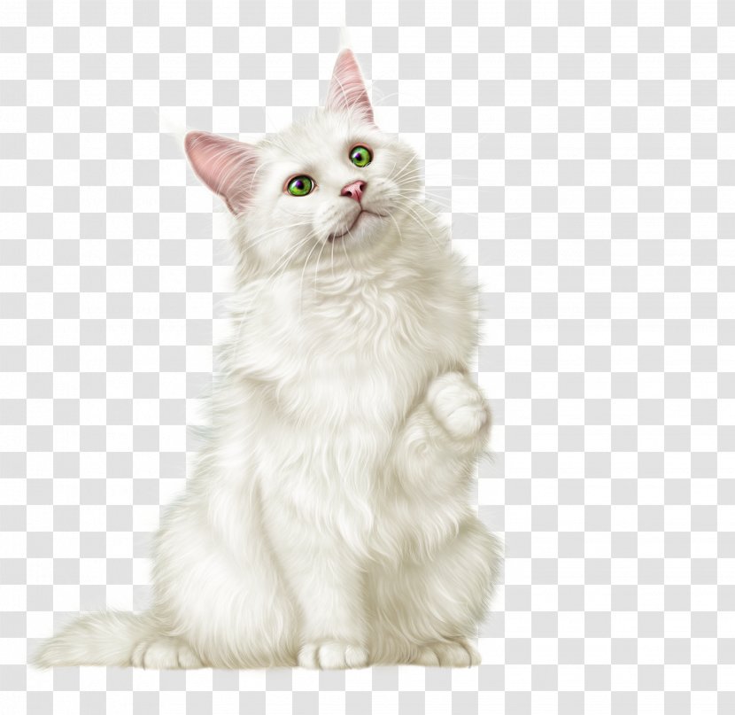 Ragamuffin Cat Persian Siberian Munchkin Javanese - Domestic Short Haired - Kitten Transparent PNG