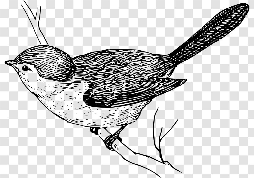 Bird Wren Drawing Clip Art - Line Transparent PNG