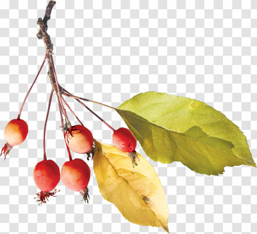 Still Life Photography Transparent PNG