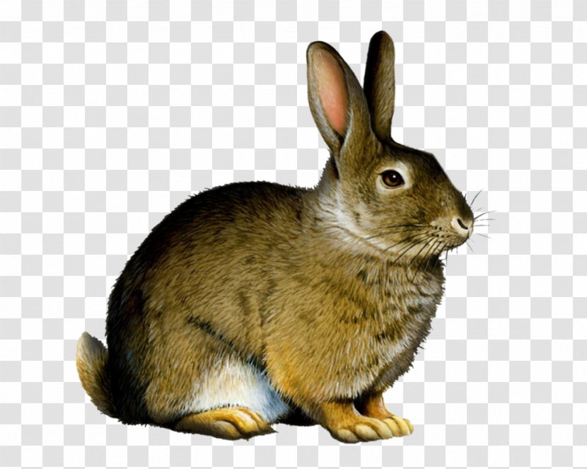 Rabbit Clip Art - Wildlife - Clipart Transparent PNG