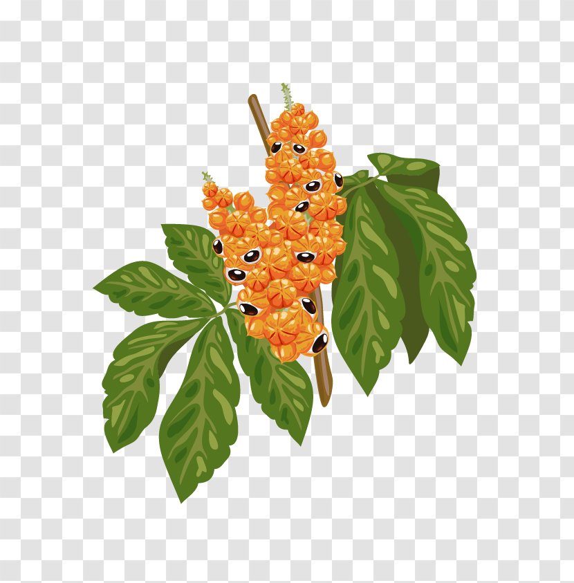 Guarana Amazon Rainforest Seed Caffeine Plant - Herb - Branch Transparent PNG