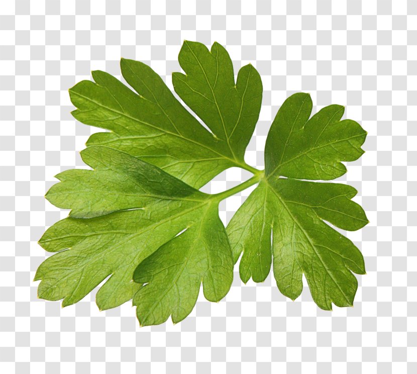Parsley Herb Spice Food Cooking - Fines Herbes Transparent PNG