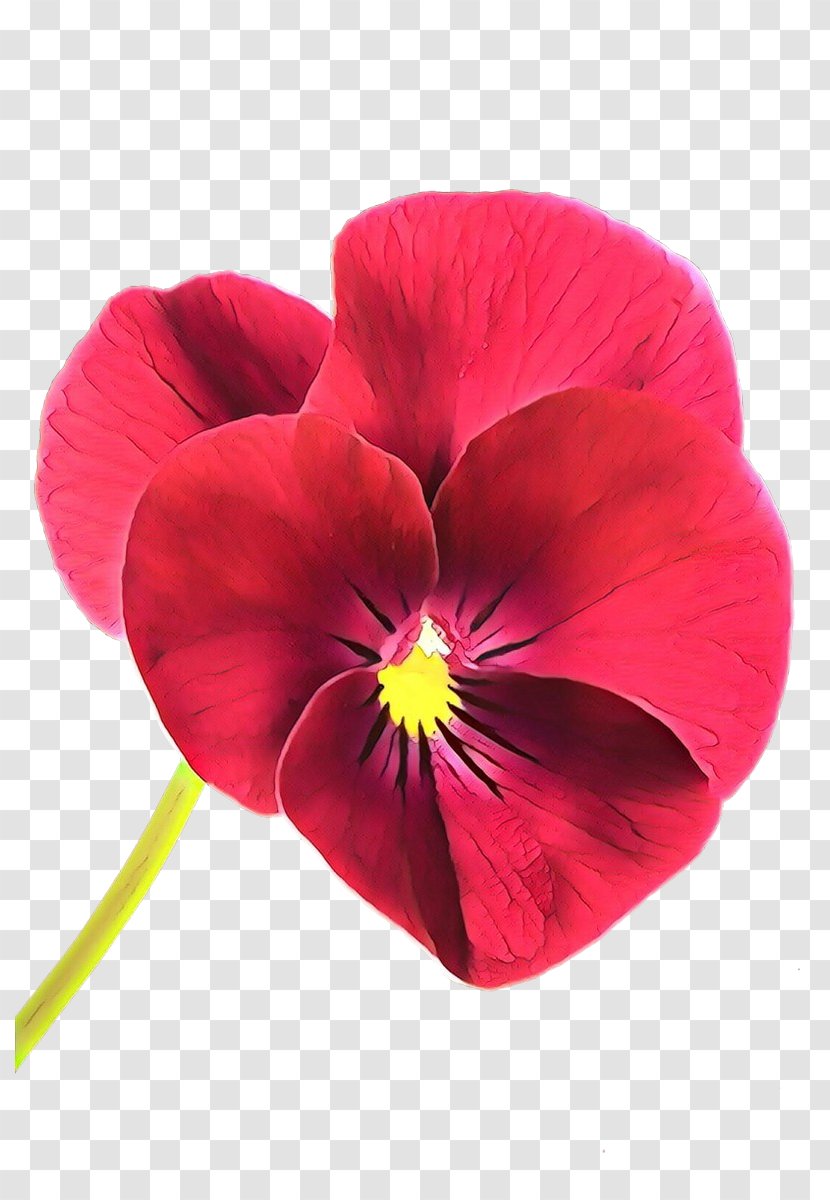 Flower Petal Red Plant Pansy - Viola Magenta Transparent PNG