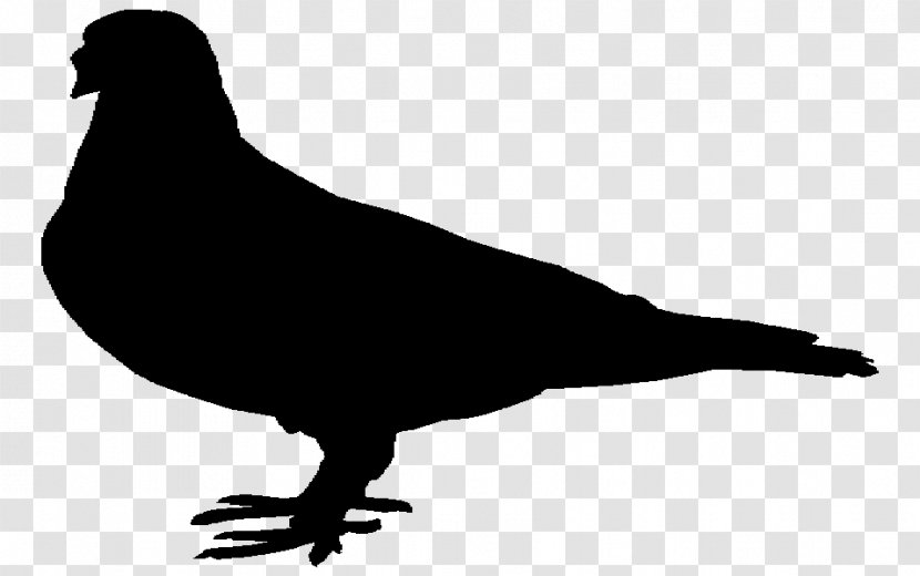 Beak Pigeons And Doves Fauna Landfowl Silhouette - Tail Transparent PNG