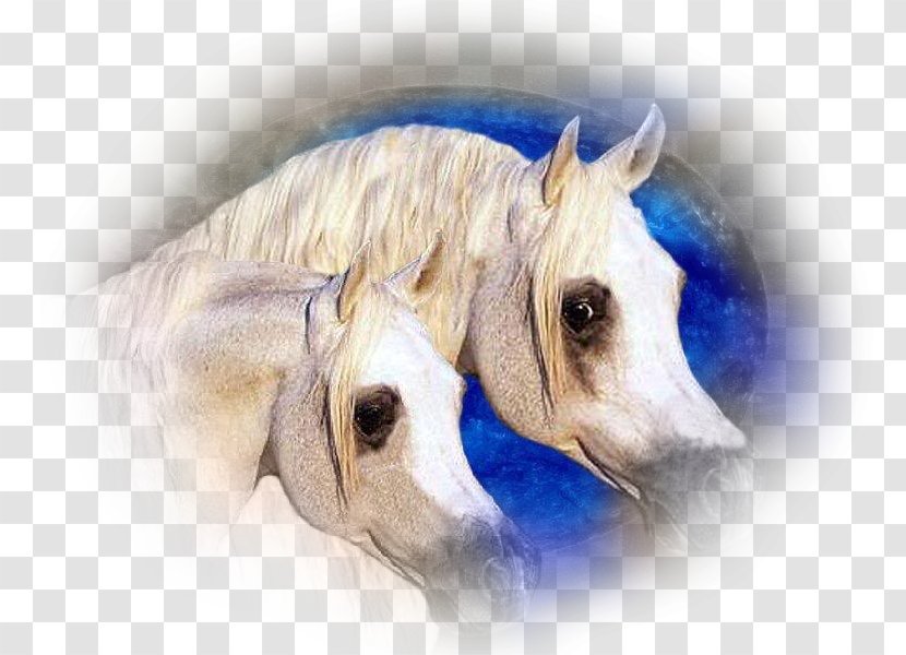Arabian Horse Mane Mustang Horses Pony - Wide Xga Transparent PNG
