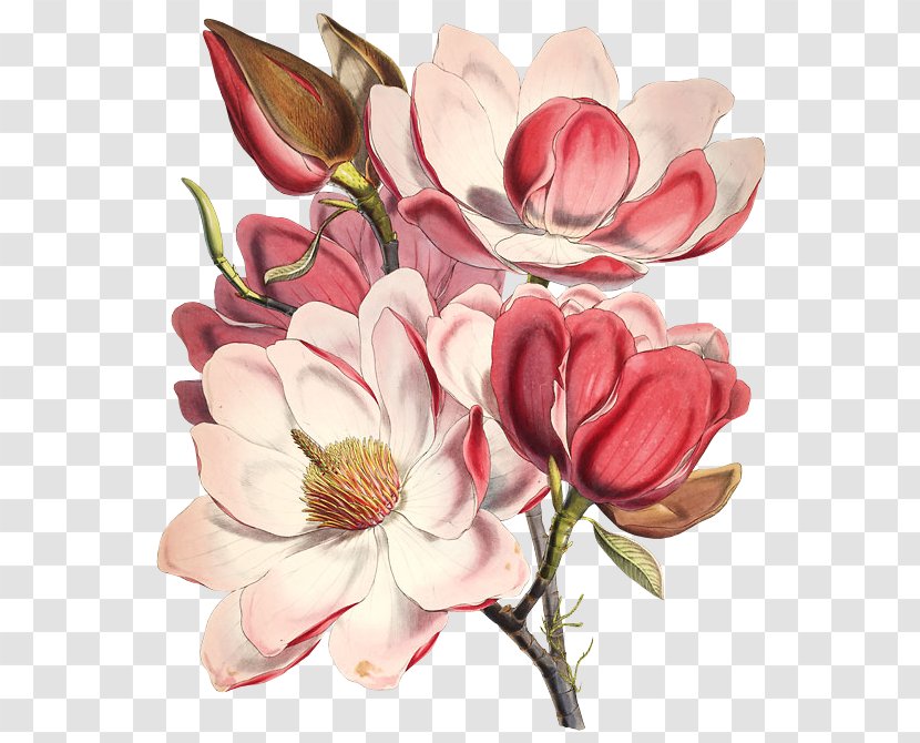 Flower Flowering Plant Petal Cut Flowers - Magnolia Family Pink Transparent PNG