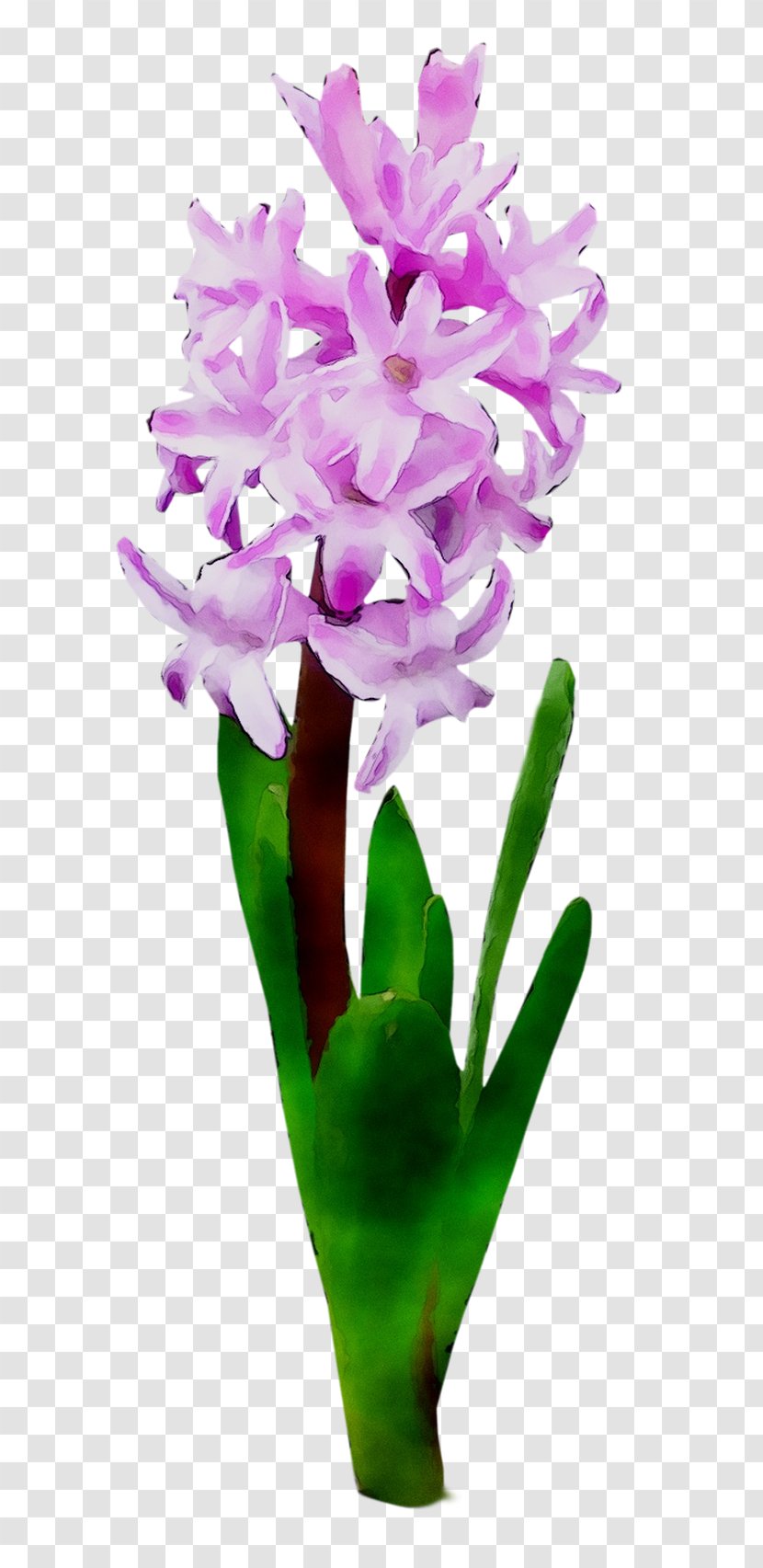 Cattleya Orchids Cut Flowers Plant Stem Herbaceous Purple Transparent PNG