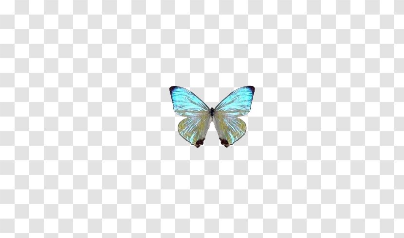 Butterfly Papillon Dog Turquoise Pendant Pattern - Moths And Butterflies - Blue Dream Transparent PNG