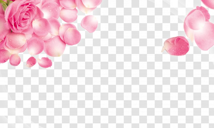 Rose Pink Stock.xchng Wallpaper - Stockxchng Transparent PNG