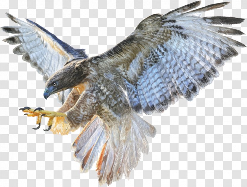 Falcon Bald Eagle Stock Photography Drawing - Buzzard Transparent PNG