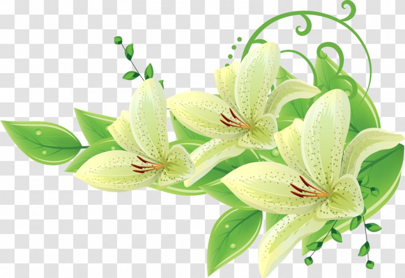 Lily - Flowering Plant Transparent PNG