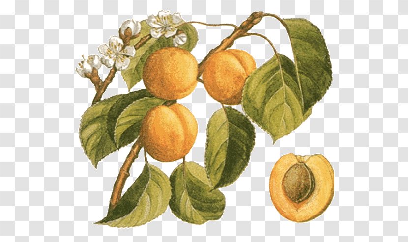 Gawith Apricot Botany Food Peach Transparent PNG