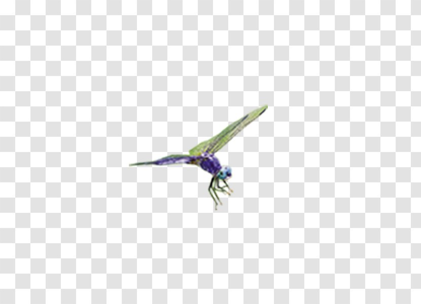 Purple Beak - Dragonfly Transparent PNG