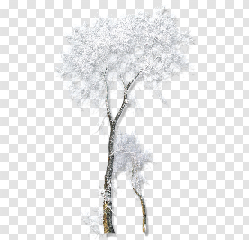 Tree Woody Plant Branch Plant Canoe Birch Transparent PNG