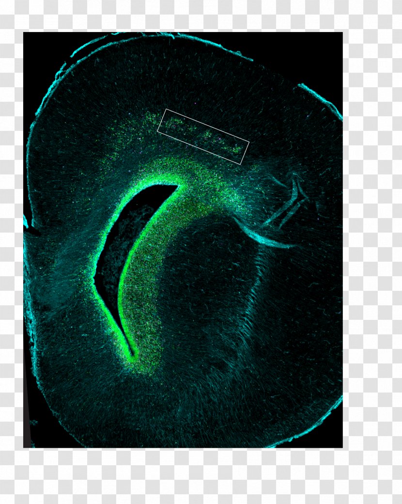 Brain Size Human Allen Institute For Science Cerebral Cortex - Research Transparent PNG