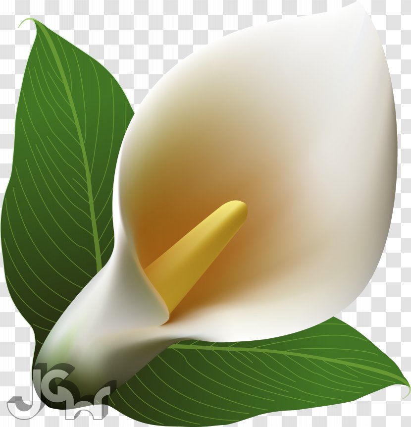 Arum-lily Clip Art - Alternative Medicine - Callalily Transparent PNG