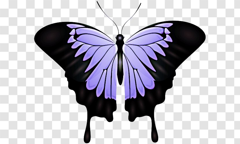 Butterfly Insect Moths And Butterflies Purple Violet - Symmetry Swallowtail Transparent PNG