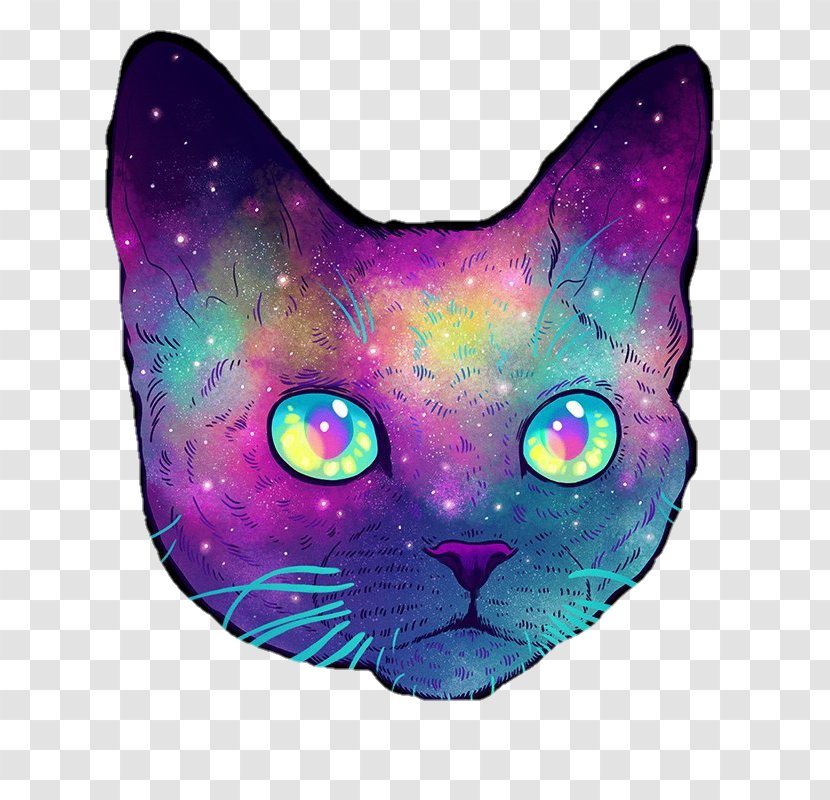 Felidae Devon Rex Savannah Cat Kitten Desktop Wallpaper - Snout Transparent PNG
