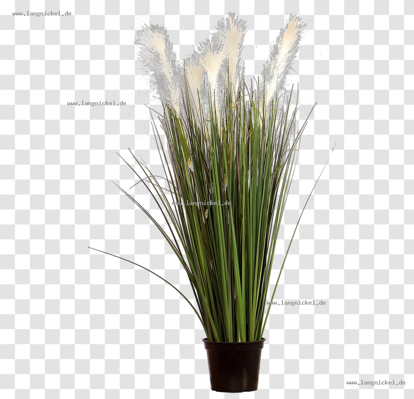 Grasses Pampas Grass White - Common Reed - Ornamental Flowers Transparent PNG