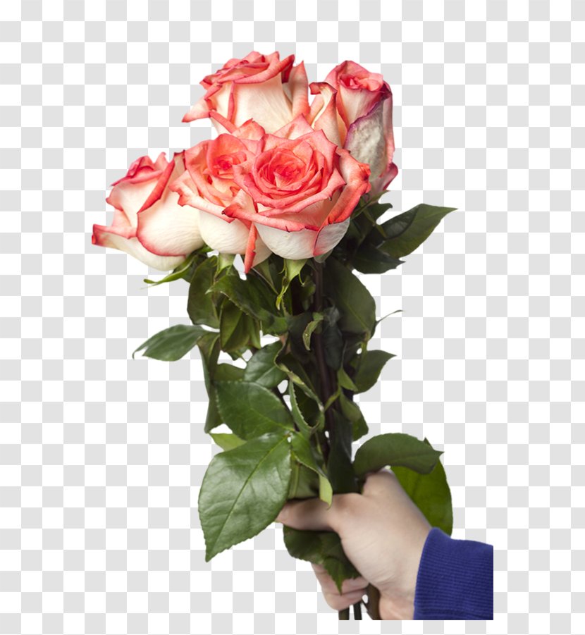 Stock Photography Rose - Order Transparent PNG