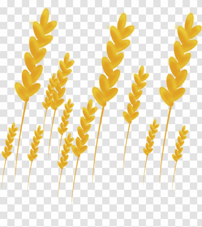 Gold - Leaf - Wheat Transparent PNG