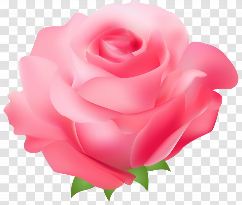 Rose Pink Clip Art - Cut Flowers - Transparent Image Transparent PNG