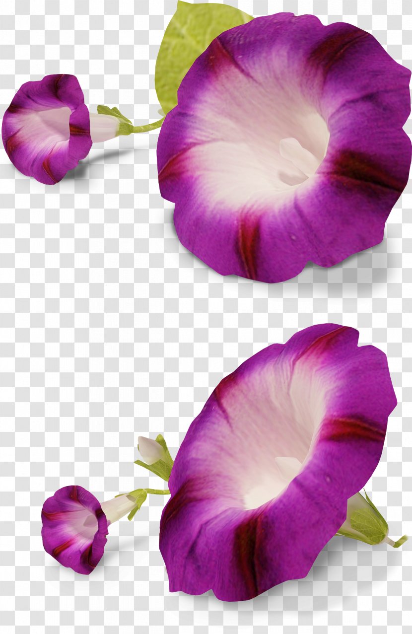 Flower Ipomoea Nil Petunia Clip Art - Flowering Plant - Purple Flowers Transparent PNG