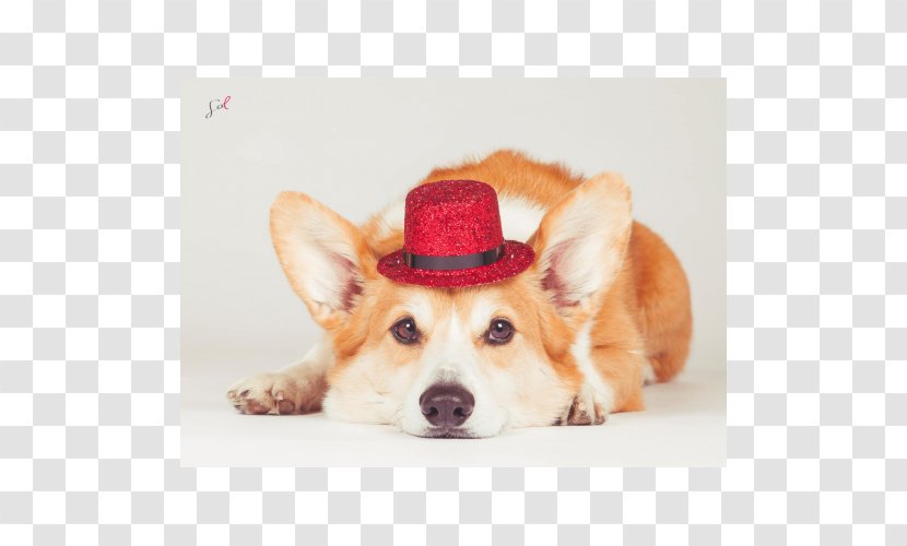 Pembroke Welsh Corgi Cardigan Puppy Dog Breed Transparent PNG