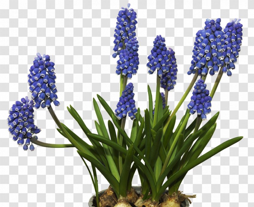 Grape Hyacinth Flower Image - Friends Blossom Blast Transparent PNG