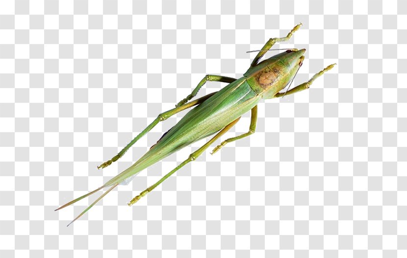 Caelifera Insect Grasshopper Locust - Frame - Free To Pull The Material Image Transparent PNG