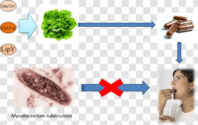 Mycobacterium Tuberculosis - Lettuce - Design Transparent PNG