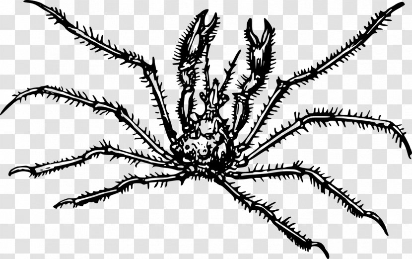 Crab Spider Araignée De Mer Clip Art - Animaatio Transparent PNG