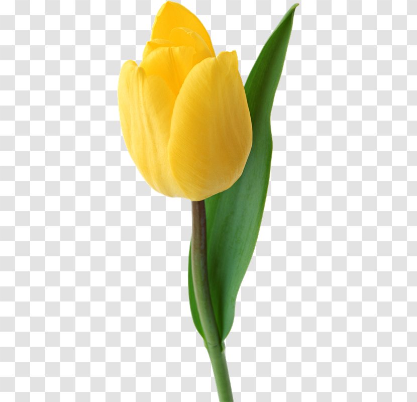 Tulip Clip Art - Liriodendron Tulipifera - Tulips Transparent PNG