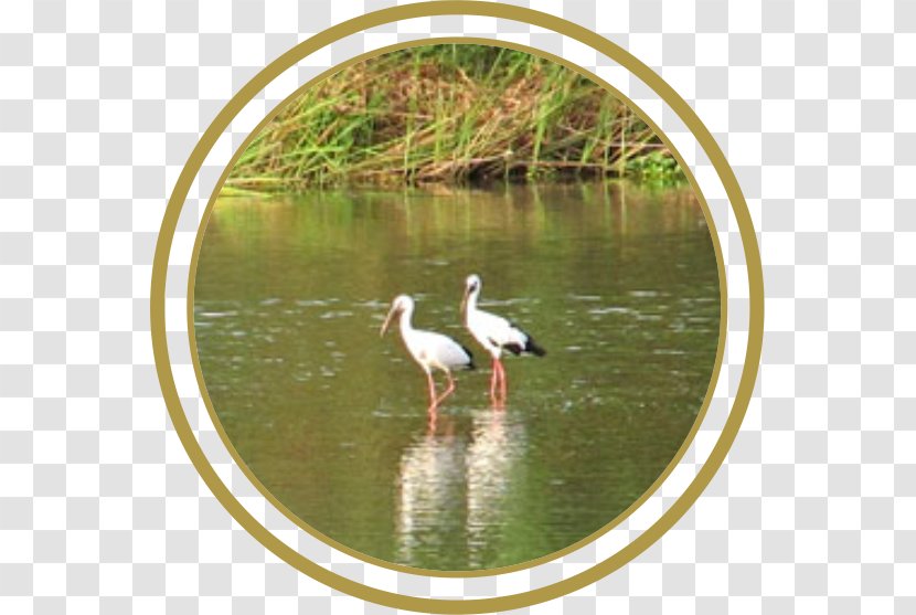 Stork Crane Water Resources Bird Pond Transparent PNG
