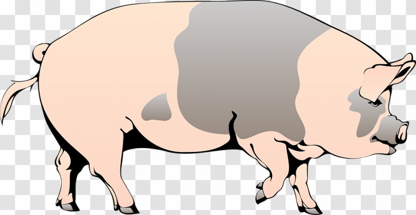 Domestic Pig Animation Clip Art - Nose - Speak Gray Bow Boar Transparent PNG