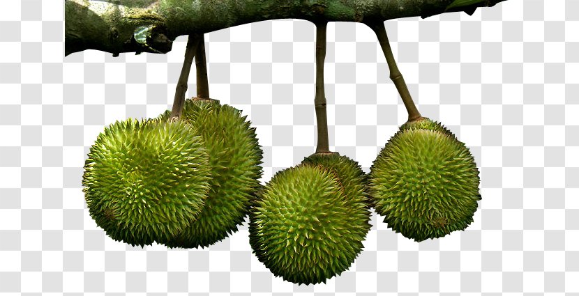 Durian Marang Cempedak Nonthaburi Province Fruit - Artocarpus Odoratissimus - Food Transparent PNG