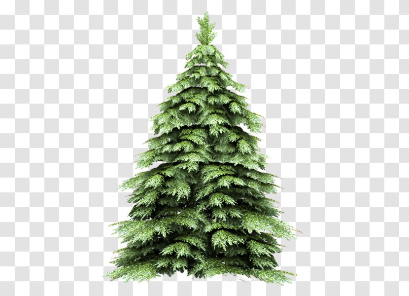 Firtree - Spruce - Christmas Tree Transparent PNG