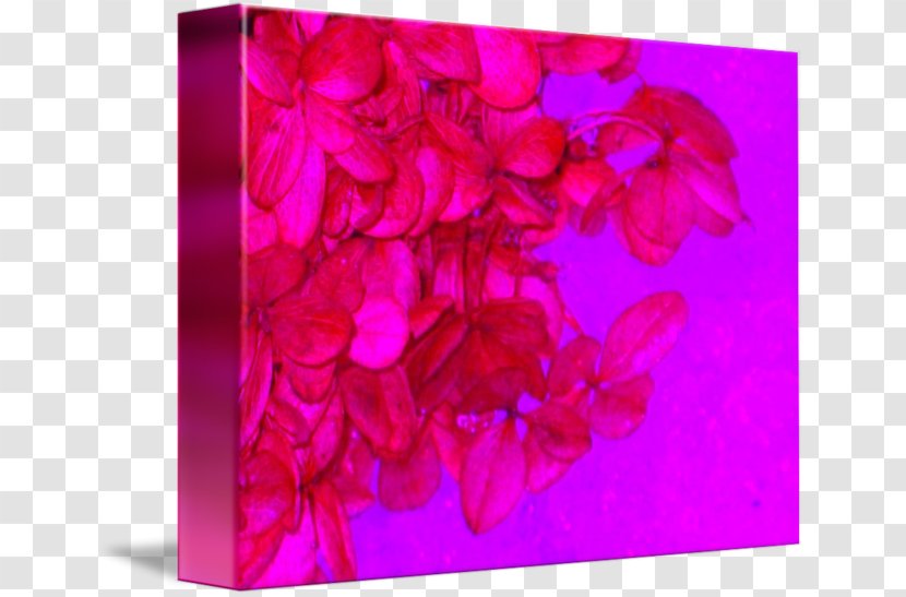 Pink M RTV - Lilac - Hydrangea Painting Transparent PNG