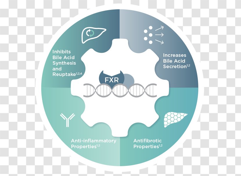 Farnesoid X Receptor Obeticholic Acid Bile Liver Intercept Pharmaceuticals - Physician Assistant Transparent PNG