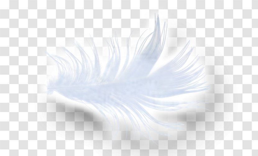 Feather Desktop Wallpaper Close-up Eyelash Computer - Internet Element Transparent PNG