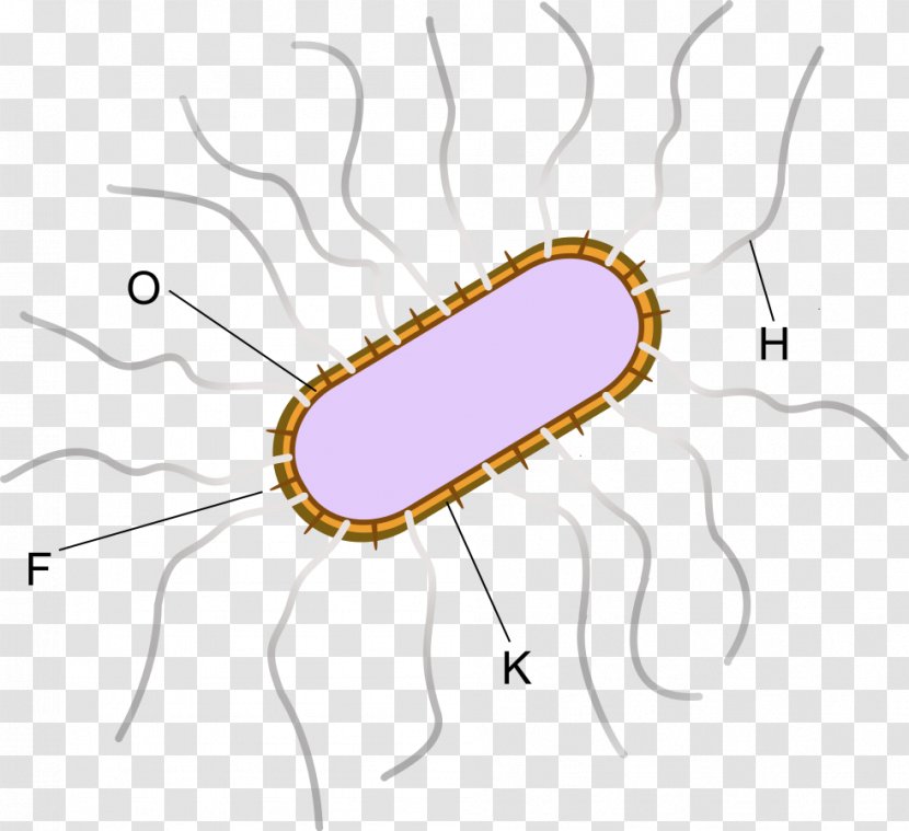 E. Coli Asiatic Cholera Bacteria Antigen Vibrio Parahaemolyticus - Tree - Pathogen Sterilized Transparent PNG