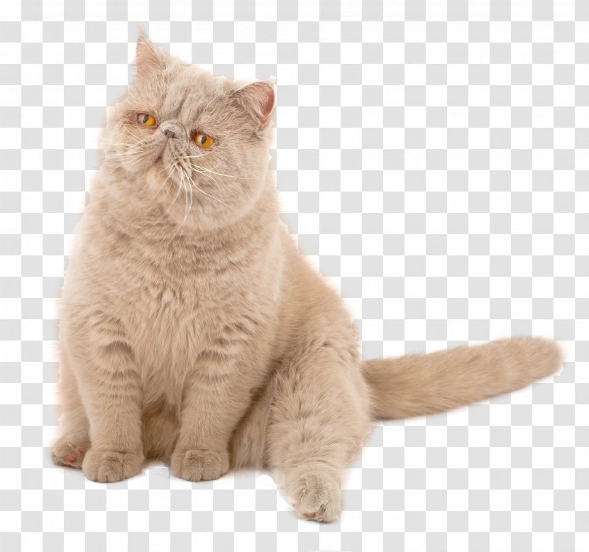 Exotic Shorthair Persian Cat Kitten Minuet Bengal - British Transparent PNG